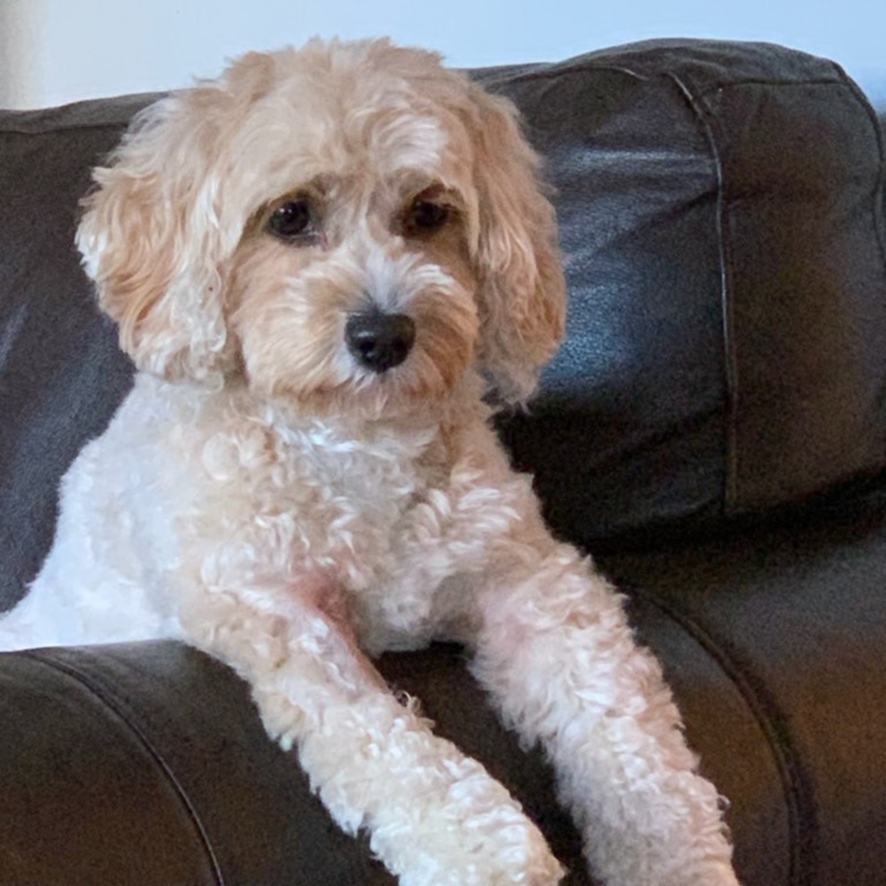 Meet your Posher, Chloe
